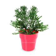 COMBO MATERA IML 12 CM CON ÁRBOL DESNUDO - Tumatera.co