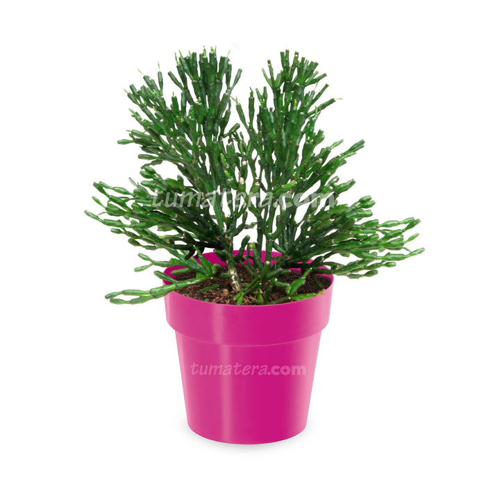 COMBO MATERA IML 12 CM CON ÁRBOL DESNUDO - Tumatera.co