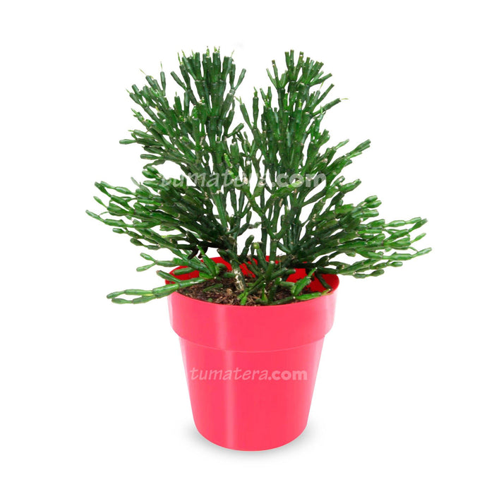 COMBO MATERA IML 12 CM CON ÁRBOL DESNUDO - Tumatera.co