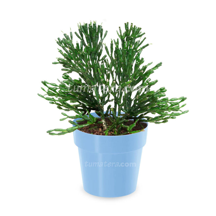 COMBO MATERA IML 12 CM CON ÁRBOL DESNUDO - Tumatera.co