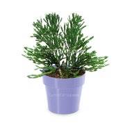 COMBO MATERA IML 12 CM CON ÁRBOL DESNUDO - Tumatera.co
