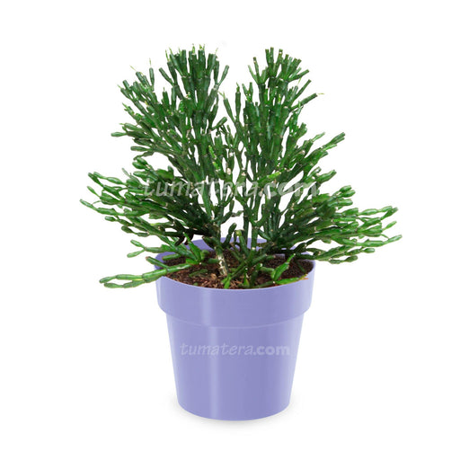 COMBO MATERA IML 12 CM CON ÁRBOL DESNUDO - Tumatera.co