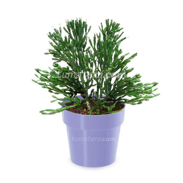 COMBO MATERA IML 12 CM CON ÁRBOL DESNUDO - Tumatera.co