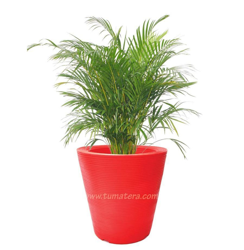 COMBO CÓNICA 59 CM CON PALMA ARECA - Tumatera.co