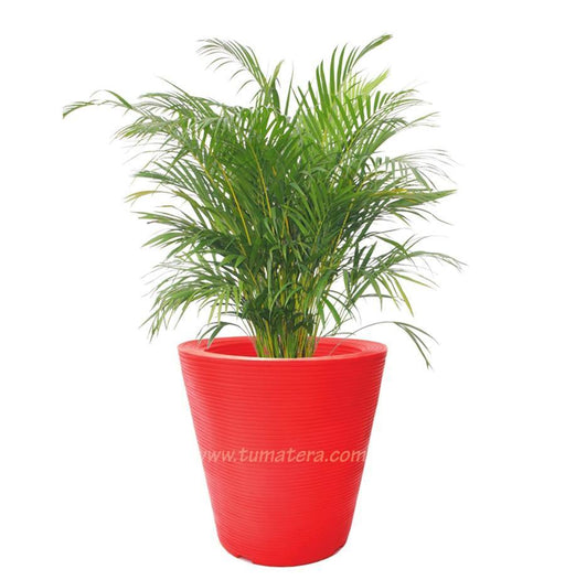 COMBO CÓNICA 59 CM CON PALMA ARECA - Tumatera.co
