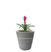 COMBO CÓNICA 59 CM CON BROMELIA - Tumatera.co