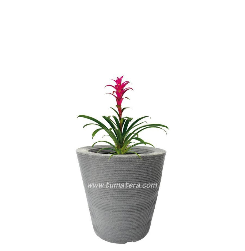 COMBO CÓNICA 59 CM CON BROMELIA - Tumatera.co