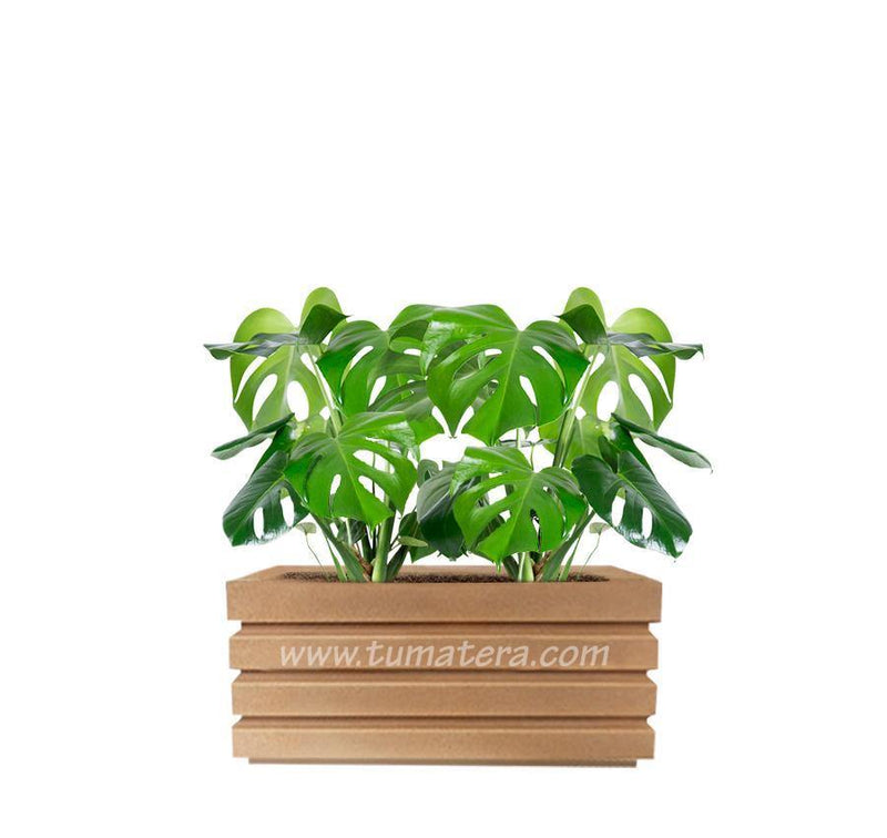 COMBO JARDINERA 70 CM CON BALAZO - Tumatera.co
