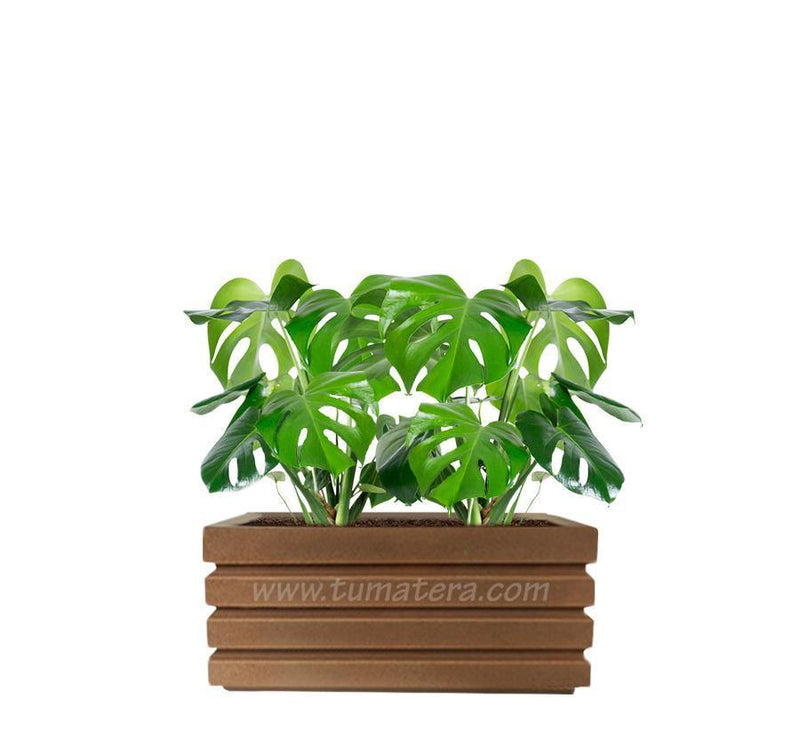 COMBO JARDINERA 70 CM CON BALAZO - Tumatera.co