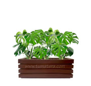 COMBO JARDINERA 90 CM CON BALAZO - Tumatera.co