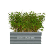 COMBO JARDINERA CEMENTO 90 CM CON BAMBUS - Tumatera.co