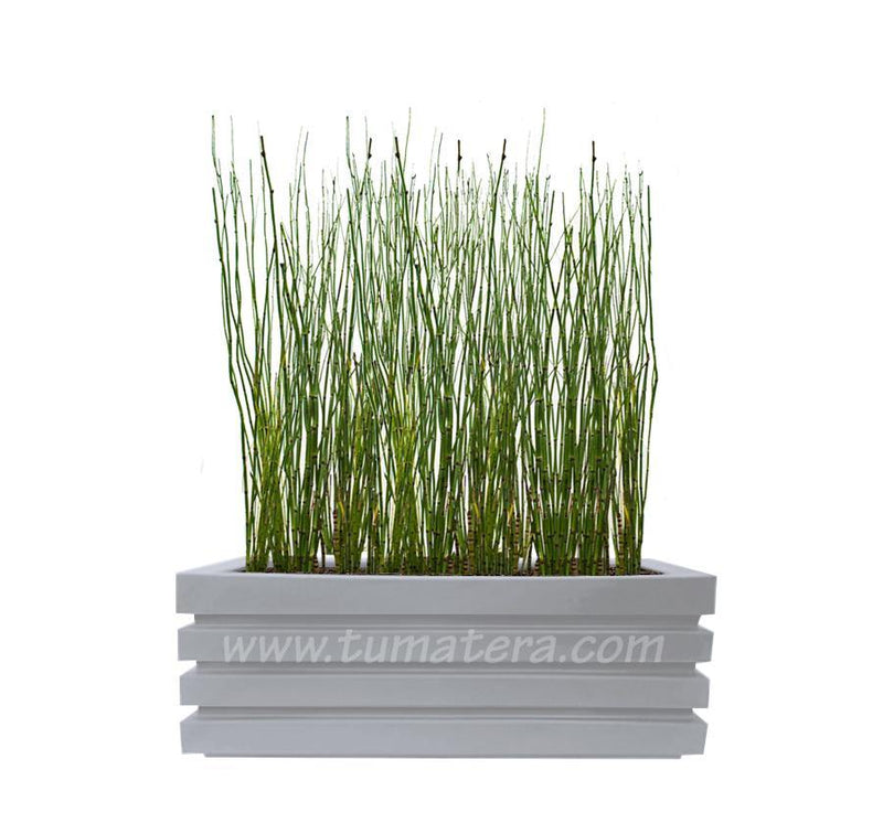 COMBO JARDINERA 90 CM CON EQUISETUM - Tumatera.co