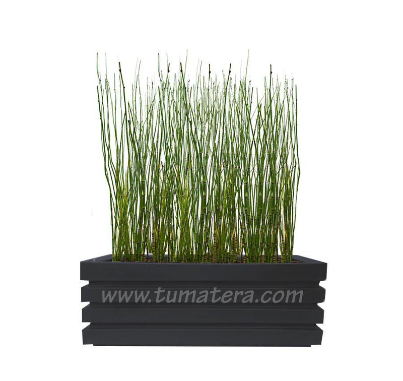 COMBO JARDINERA 90 CM CON EQUISETUM - Tumatera.co
