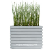 COMBO JARDINERA 100 X 60 CM CON EQUISETUM - Tumatera.co
