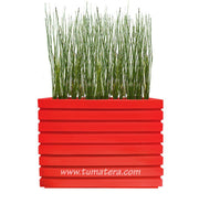 COMBO JARDINERA 100 X 60 CM CON EQUISETUM - Tumatera.co