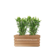 COMBO JARDINERA 70 CM CON BUXUS - Tumatera.co