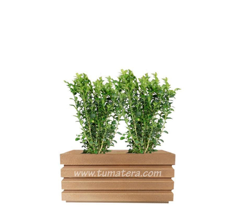 COMBO JARDINERA 70 CM CON BUXUS - Tumatera.co