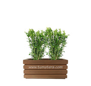 COMBO JARDINERA 70 CM CON BUXUS - Tumatera.co