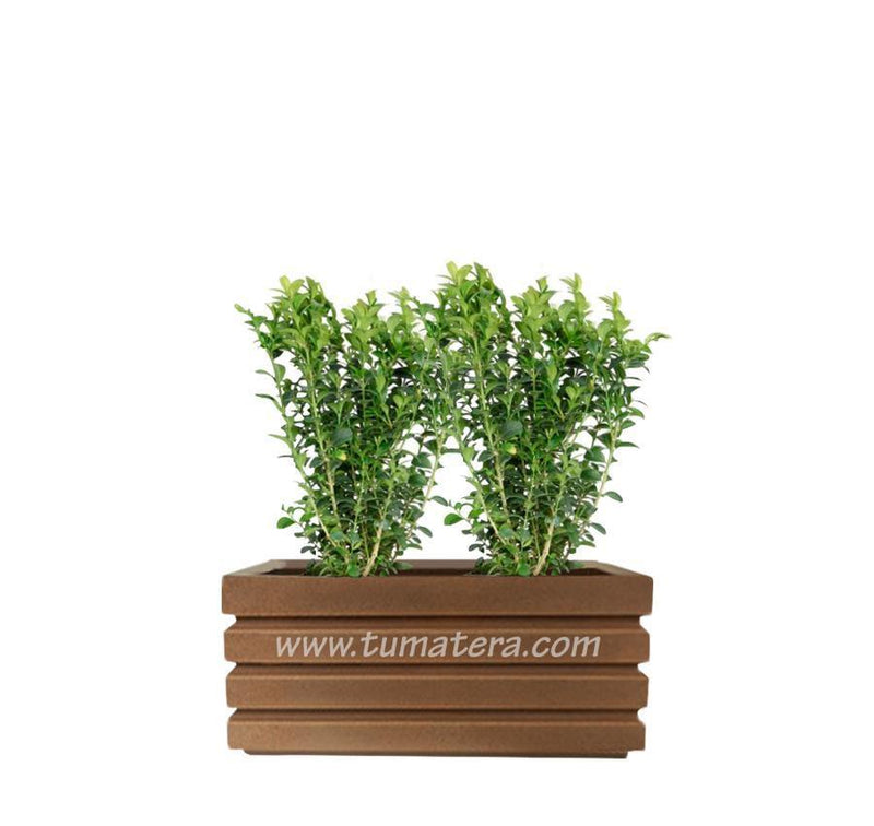 COMBO JARDINERA 70 CM CON BUXUS - Tumatera.co