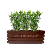 COMBO JARDINERA 100 X 45 CM CON BUXUS - Tumatera.co