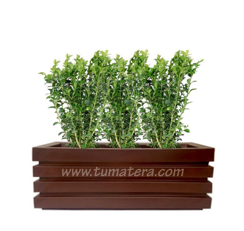 COMBO JARDINERA 100 X 45 CM CON BUXUS - Tumatera.co