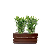 COMBO JARDINERA 70 CM CON BUXUS - Tumatera.co