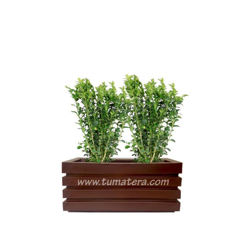 COMBO JARDINERA 70 CM CON BUXUS - Tumatera.co