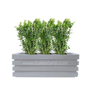 COMBO JARDINERA 100 X 45 CM CON BUXUS - Tumatera.co