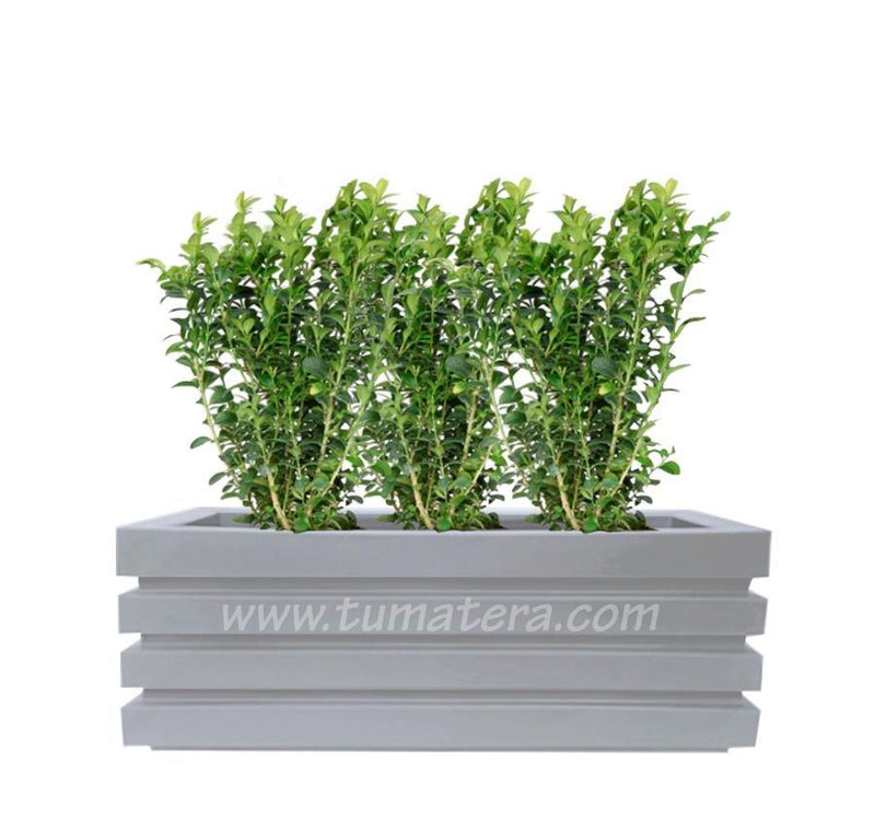 COMBO JARDINERA 100 X 45 CM CON BUXUS - Tumatera.co