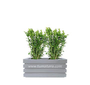 COMBO JARDINERA 70 CM CON BUXUS - Tumatera.co