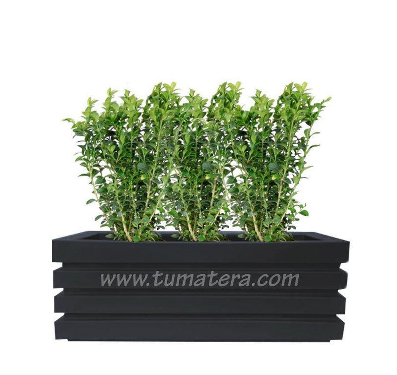 COMBO JARDINERA 100 X 45 CM CON BUXUS - Tumatera.co