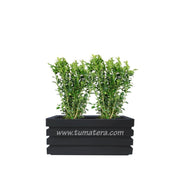 COMBO JARDINERA 70 CM CON BUXUS - Tumatera.co