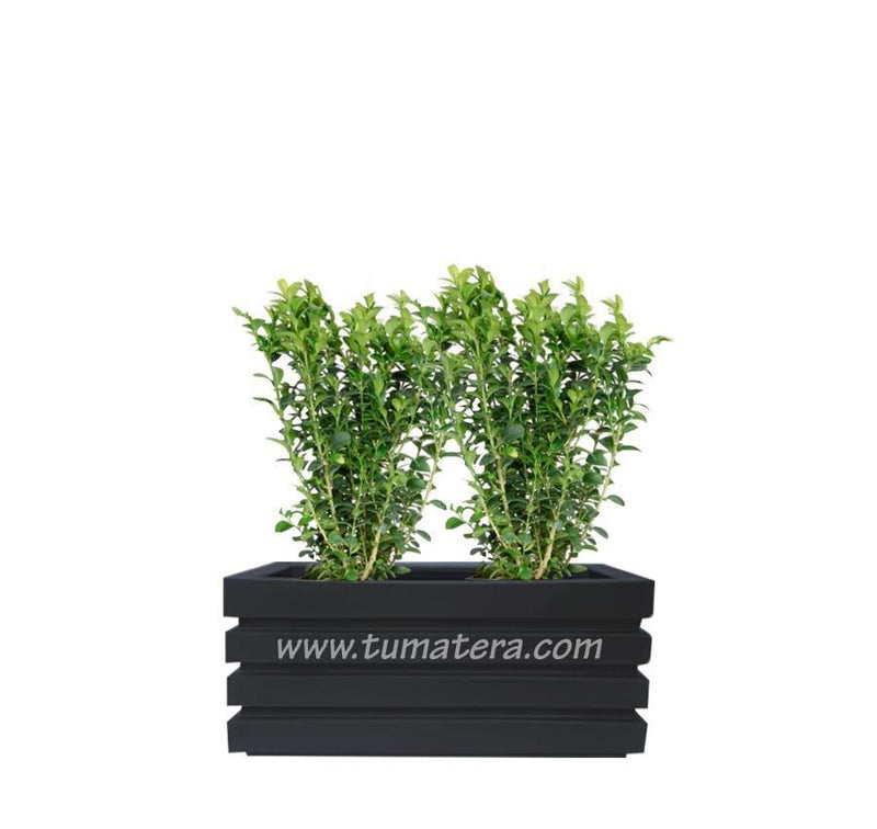 COMBO JARDINERA 70 CM CON BUXUS - Tumatera.co