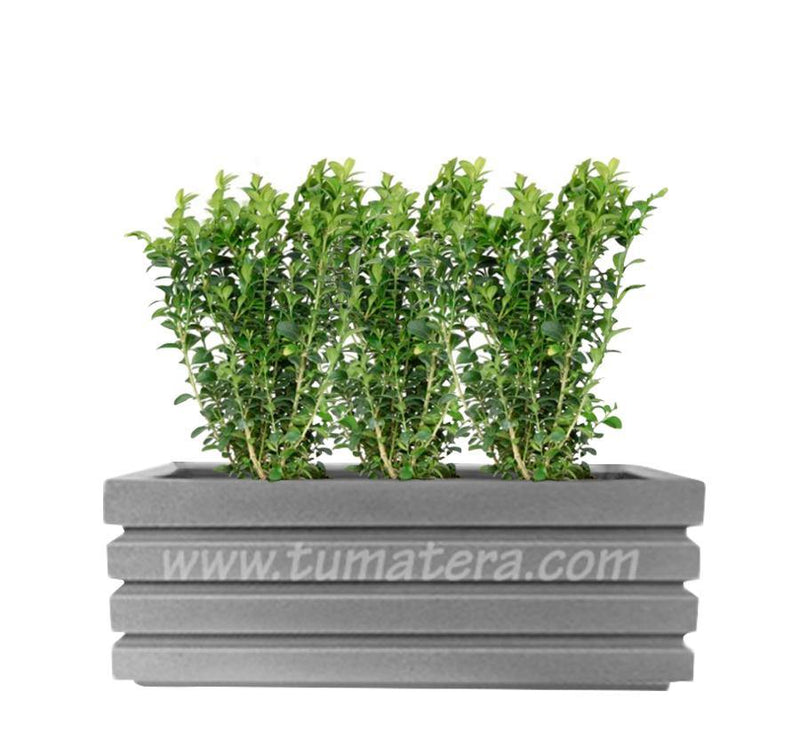 COMBO JARDINERA 100 X 45 CM CON BUXUS - Tumatera.co