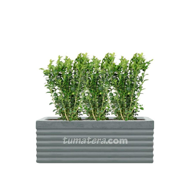 COMBO JARDINERA CEMENTO 90 CM CON BUXUS - Tumatera.co