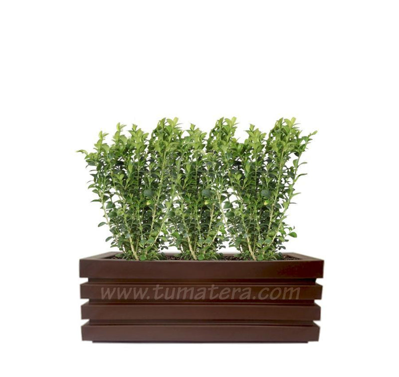 COMBO JARDINERA 90 CM CON BUXUS - Tumatera.co