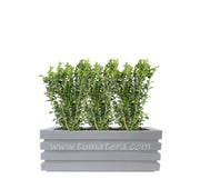 COMBO JARDINERA 90 CM CON BUXUS - Tumatera.co