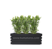 COMBO JARDINERA 90 CM CON BUXUS - Tumatera.co