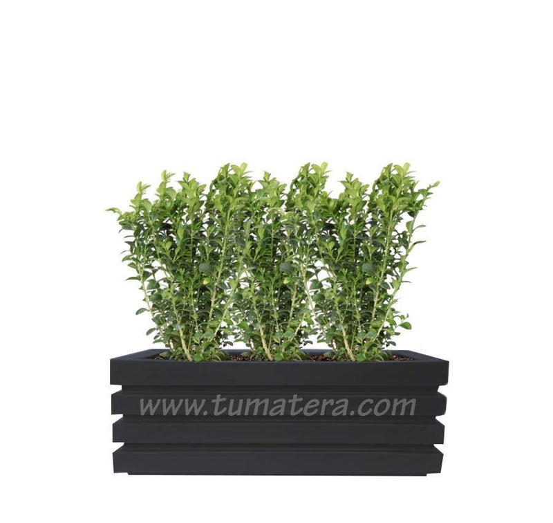 COMBO JARDINERA 90 CM CON BUXUS - Tumatera.co