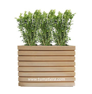COMBO JARDINERA 100 X 60 CM CON BUXUS - Tumatera.co