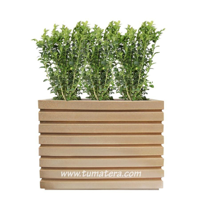 COMBO JARDINERA 100 X 60 CM CON BUXUS - Tumatera.co