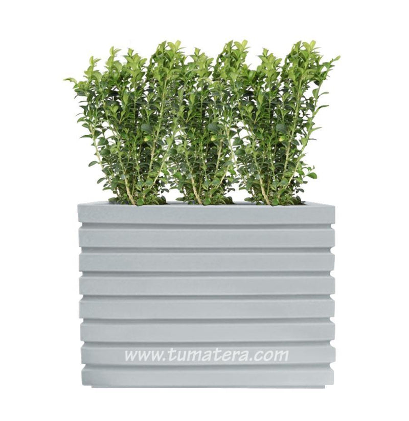 COMBO JARDINERA 100 X 60 CM CON BUXUS - Tumatera.co