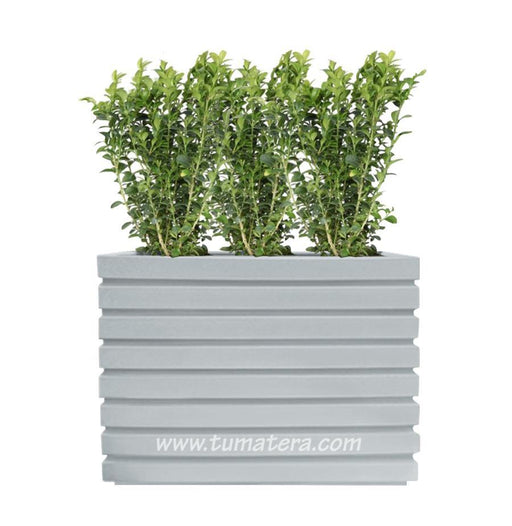 COMBO JARDINERA 100 X 60 CM CON BUXUS - Tumatera.co