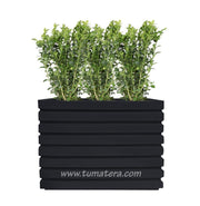 COMBO JARDINERA 100 X 60 CM CON BUXUS - Tumatera.co