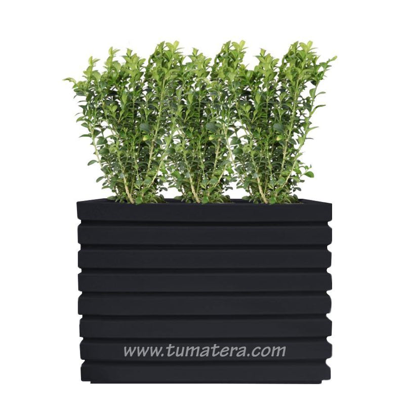 COMBO JARDINERA 100 X 60 CM CON BUXUS - Tumatera.co
