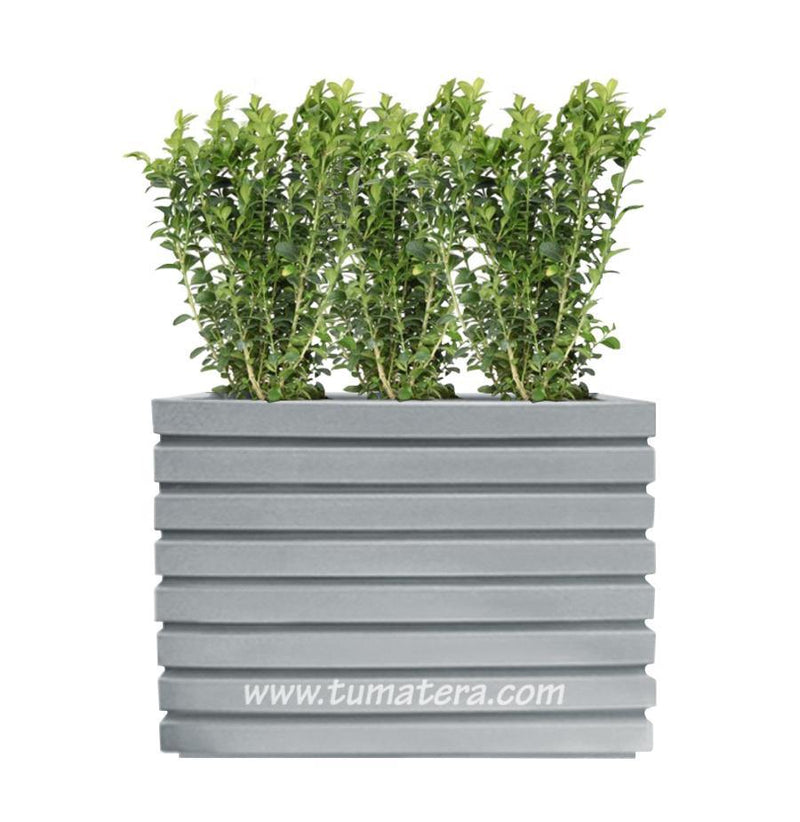 COMBO JARDINERA 100 X 60 CM CON BUXUS - Tumatera.co