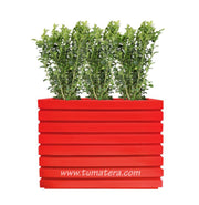 COMBO JARDINERA 100 X 60 CM CON BUXUS - Tumatera.co