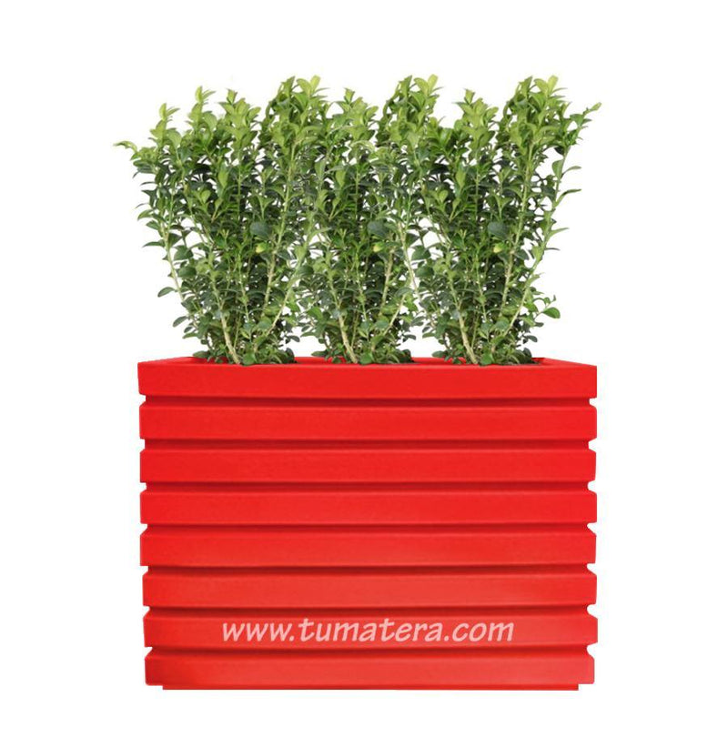 COMBO JARDINERA 100 X 60 CM CON BUXUS - Tumatera.co