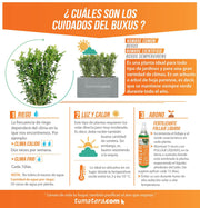 COMBO JARDINERA CEMENTO LISA 100 X 40 CM CON BUXUS - Tumatera.co