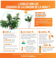COMBO TUBUS 76 CM CON CANCIÓN DE LA INDIA - Tumatera.co